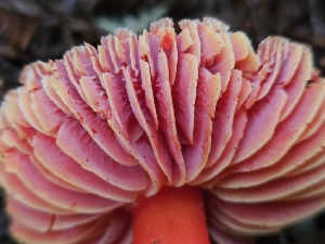  ( - HAY-F-000698)  @11 [ ] by (2023) Mandy Hackney Fungal Diversity Survey