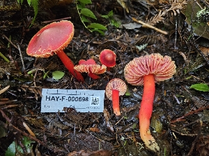  ( - HAY-F-000698)  @11 [ ] by (2023) Mandy Hackney Fungal Diversity Survey
