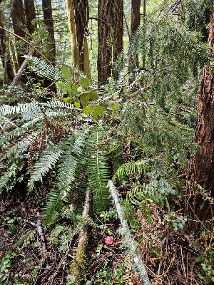  ( - HAY-F-000698)  @11 [ ] by (2023) Mandy Hackney Fungal Diversity Survey