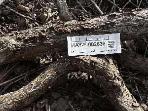  ( - HAY-F-002636)  @11 [ ] c (2023) Rudy Diaz Fungal Diversity Survey