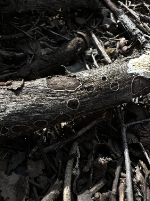  ( - HAY-F-002636)  @11 [ ] c (2023) Rudy Diaz Fungal Diversity Survey