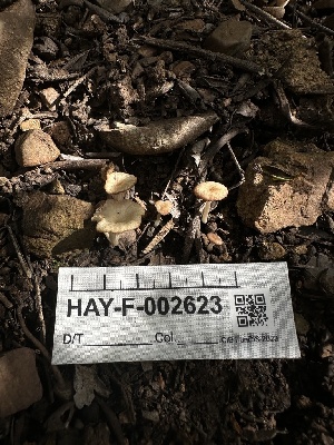  (Rickenellaceae - HAY-F-002623)  @11 [ ] c (2023) Rudy Diaz Fungal Diversity Survey