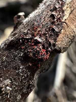  (Pseudocosmospora - HAY-F-002633)  @11 [ ] c (2023) Rudy Diaz Fungal Diversity Survey