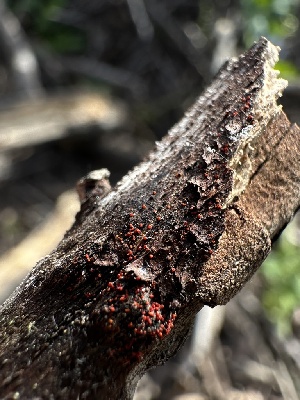  ( - HAY-F-002633)  @11 [ ] c (2023) Rudy Diaz Fungal Diversity Survey