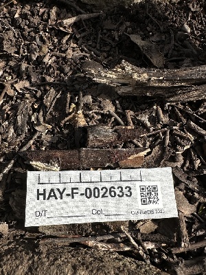  ( - HAY-F-002633)  @11 [ ] c (2023) Rudy Diaz Fungal Diversity Survey