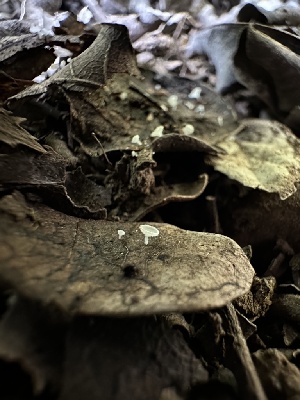  ( - HAY-F-002630)  @11 [ ] c (2023) Rudy Diaz Fungal Diversity Survey
