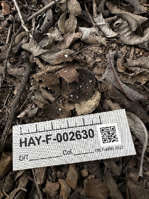  ( - HAY-F-002630)  @11 [ ] c (2023) Rudy Diaz Fungal Diversity Survey