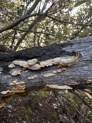  ( - HAY-F-002625)  @11 [ ] c (2023) Rudy Diaz Fungal Diversity Survey