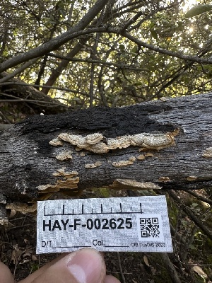  ( - HAY-F-002625)  @11 [ ] c (2023) Rudy Diaz Fungal Diversity Survey