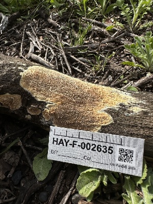  (Phlebia sp. CA01 - HAY-F-002635)  @11 [ ] c (2023) Rudy Diaz Fungal Diversity Survey