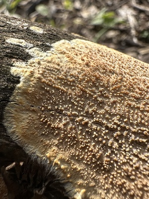  ( - HAY-F-002635)  @11 [ ] c (2023) Rudy Diaz Fungal Diversity Survey