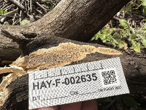  ( - HAY-F-002635)  @11 [ ] c (2023) Rudy Diaz Fungal Diversity Survey