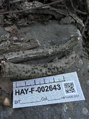  ( - HAY-F-002643)  @11 [ ] c (2023) Rudy Diaz Fungal Diversity Survey