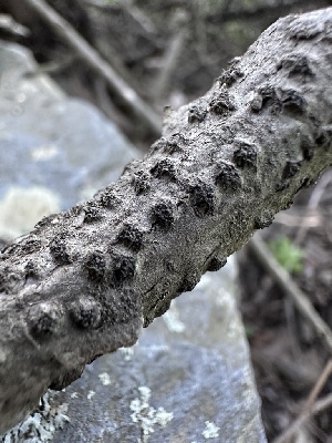  ( - HAY-F-002643)  @11 [ ] c (2023) Rudy Diaz Fungal Diversity Survey
