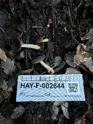  ( - HAY-F-002644)  @11 [ ] c (2023) Rudy Diaz Fungal Diversity Survey