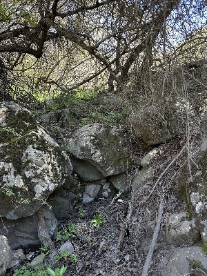  ( - HAY-F-002643)  @11 [ ] c (2023) Rudy Diaz Fungal Diversity Survey