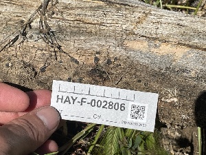  ( - HAY-F-002806)  @11 [ ] by-nc (2023) Damon Tighe Fungal Diversity Survey