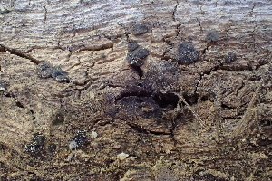  ( - HAY-F-002806)  @11 [ ] by-nc (2023) Damon Tighe Fungal Diversity Survey
