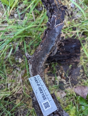  ( - HAY-F-002165)  @11 [ ] by-nc (2023) Stu Pickell Fungal Diversity Survey
