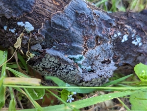  ( - HAY-F-002165)  @11 [ ] by-nc (2023) Stu Pickell Fungal Diversity Survey