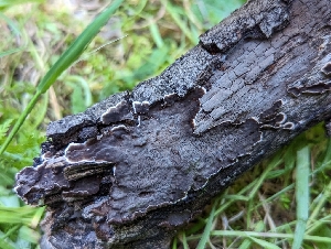 ( - HAY-F-002165)  @11 [ ] by-nc (2023) Stu Pickell Fungal Diversity Survey