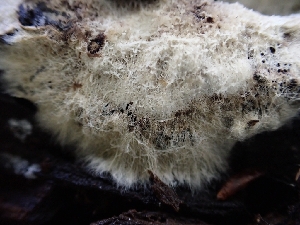  (Xenasmatella - HAY-F-001937)  @11 [ ] by-nc (2023) Sadie Hickey Fungal Diversity Survey