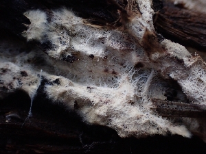  ( - HAY-F-001937)  @11 [ ] by-nc (2023) Sadie Hickey Fungal Diversity Survey