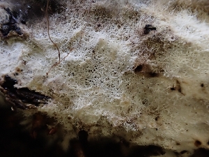  ( - HAY-F-001937)  @11 [ ] by-nc (2023) Sadie Hickey Fungal Diversity Survey