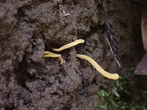  ( - HAY-F-000954)  @11 [ ] by-nc (2023) Sadie Hickey Fungal Diversity Survey
