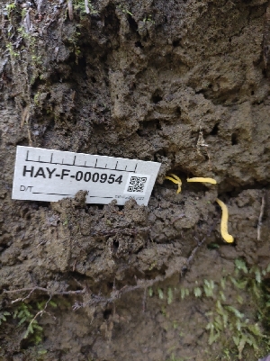  ( - HAY-F-000954)  @11 [ ] by-nc (2023) Sadie Hickey Fungal Diversity Survey