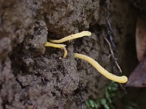  ( - HAY-F-000954)  @11 [ ] by-nc (2023) Sadie Hickey Fungal Diversity Survey