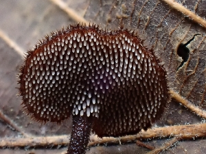  ( - HAY-F-000725)  @11 [ ] by (2023) Mandy Hackney Fungal Diversity Survey