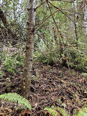  ( - HAY-F-000725)  @11 [ ] by (2023) Mandy Hackney Fungal Diversity Survey