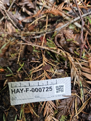  ( - HAY-F-000725)  @11 [ ] by (2023) Mandy Hackney Fungal Diversity Survey