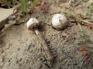  (Tulostoma sp. CA02 - HAY-F-003671)  @11 [ ] by-nc (2023) Dean Lyons Fungal Diversity Survey