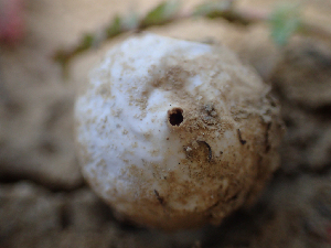  ( - HAY-F-003671)  @11 [ ] by-nc (2023) Dean Lyons Fungal Diversity Survey