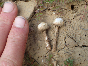  ( - HAY-F-003671)  @11 [ ] by-nc (2023) Dean Lyons Fungal Diversity Survey