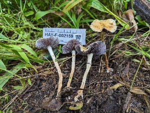  ( - HAY-F-002159)  @11 [ ] by-nc (2023) Stu Pickell Fungal Diversity Survey