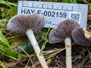  ( - HAY-F-002159)  @11 [ ] by-nc (2023) Stu Pickell Fungal Diversity Survey
