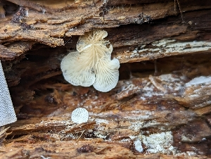  (Clitopilus sp. baronii-CA01 - HAY-F-002161)  @11 [ ] by-nc (2023) Stu Pickell Fungal Diversity Survey