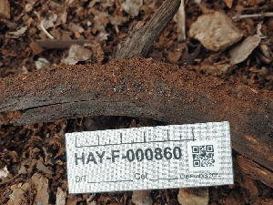  ( - HAY-F-000860)  @11 [ ] by-nc (2023) Warren Cardimona Fungal Diversity Survey