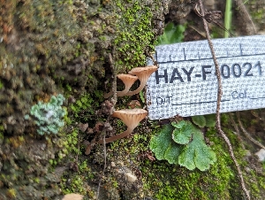  (Contumyces - HAY-F-002153)  @11 [ ] by-nc (2023) Stu Pickell Fungal Diversity Survey