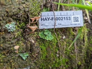  ( - HAY-F-002153)  @11 [ ] by-nc (2023) Stu Pickell Fungal Diversity Survey