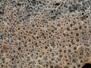  ( - HAY-F-002155)  @11 [ ] by-nc (2023) Stu Pickell Fungal Diversity Survey