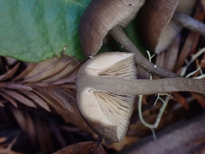  ( - HAY-F-000964)  @11 [ ] by-nc (2023) Sadie Hickey Fungal Diversity Survey