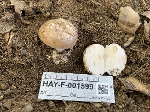  ( - HAY-F-001599)  @11 [ ] by-nc (2023) Bat Vardeh Fungal Diversity Survey