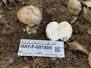  ( - HAY-F-001599)  @11 [ ] by-nc (2023) Bat Vardeh Fungal Diversity Survey