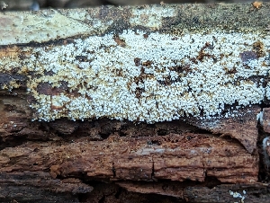  ( - HAY-F-002167)  @11 [ ] by-nc (2023) Stu Pickell Fungal Diversity Survey