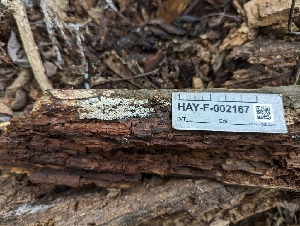  ( - HAY-F-002167)  @11 [ ] by-nc (2023) Stu Pickell Fungal Diversity Survey