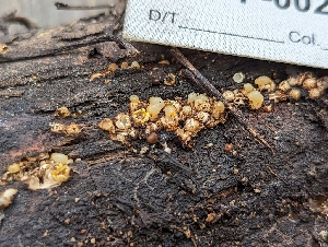 ( - HAY-F-004842)  @11 [ ] by-nc (2023) Stu Pickell Fungal Diversity Survey